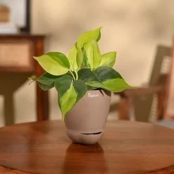 Philodendron Brasil Plant