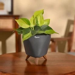 Philodendron Brasil Plant