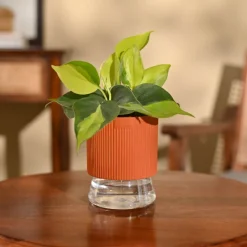 Philodendron Brasil Plant