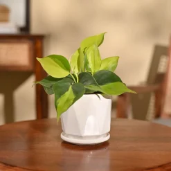 Philodendron Brasil Plant