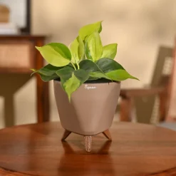 Philodendron Brasil Plant