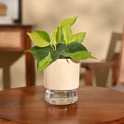 Philodendron Brasil Plant