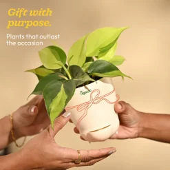 Philodendron Brasil Plant