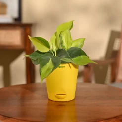 Philodendron Brasil Plant