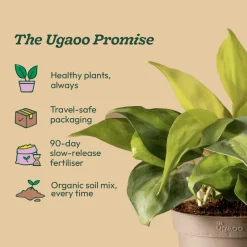 Philodendron Brasil Plant
