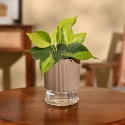 Philodendron Brasil Plant