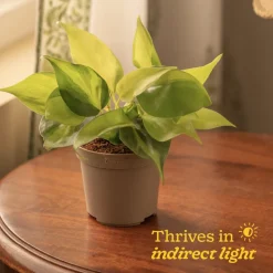 Philodendron Brasil Plant