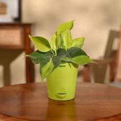 Philodendron Brasil Plant