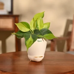 Philodendron Brasil Plant