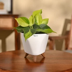 Philodendron Brasil Plant