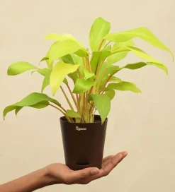Philodendron Ceylon Golden Plant