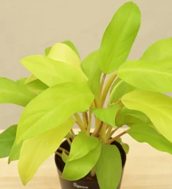 Philodendron Ceylon Golden Plant