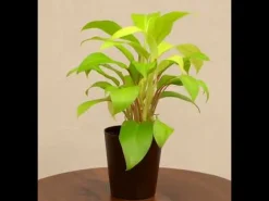 Philodendron Ceylon Golden Plant