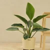 Philodendron Congo