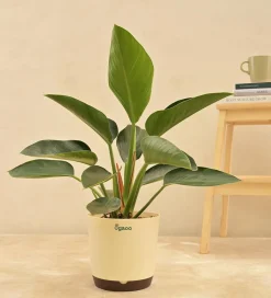 Philodendron Congo