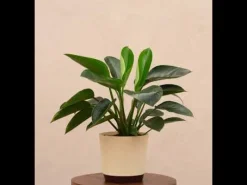 Philodendron Congo