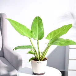 Philodendron Melinonii Golden - Large