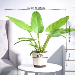 Philodendron Melinonii Golden - Large