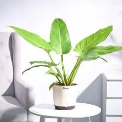 Philodendron Melinonii Golden - Large