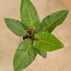 Philodendron Melinonii Green - Large