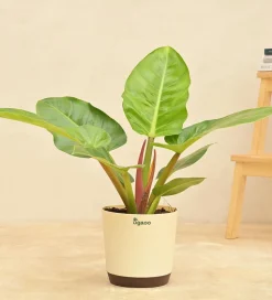 Philodendron Melinonii Green - Large