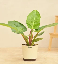 Philodendron Melinonii Green - Large