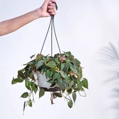Philodendron Micans Plant With Hanging Pot