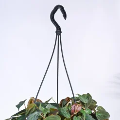 Philodendron Micans Plant With Hanging Pot