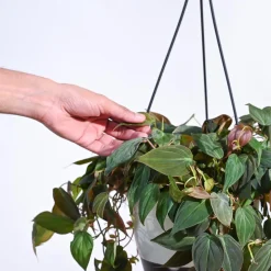 Philodendron Micans Plant With Hanging Pot