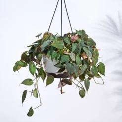 Philodendron Micans Plant With Hanging Pot
