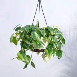 Philodendron Oxycardium Brasil With Hanging Pot