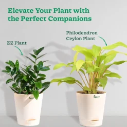 Philodendron Oxycardium Golden Plant with Moss Stick