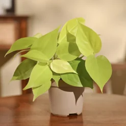 Philodendron Oxycardium Golden Plant