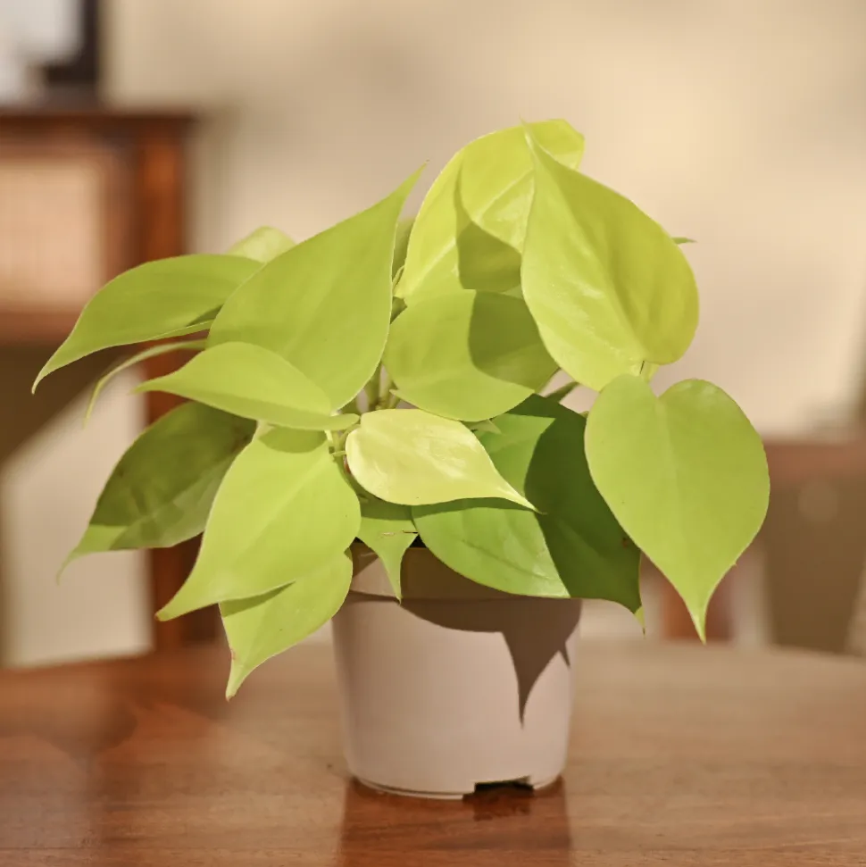 Philodendron Oxycardium Golden Plant