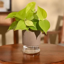 Philodendron Oxycardium Golden Plant