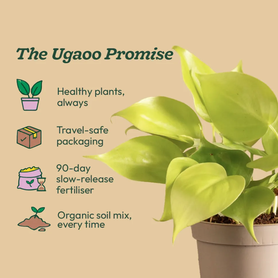 Philodendron Oxycardium Golden Plant