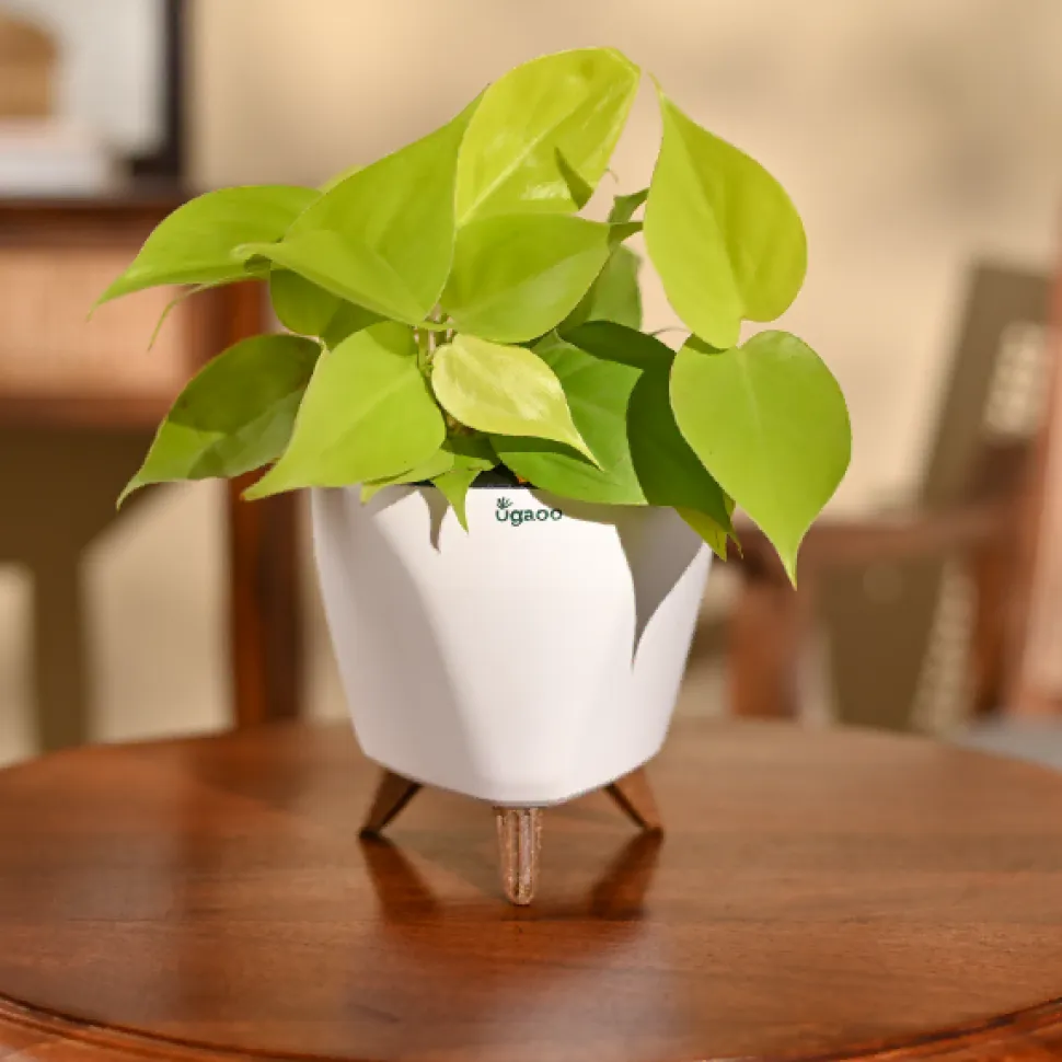Philodendron Oxycardium Golden Plant