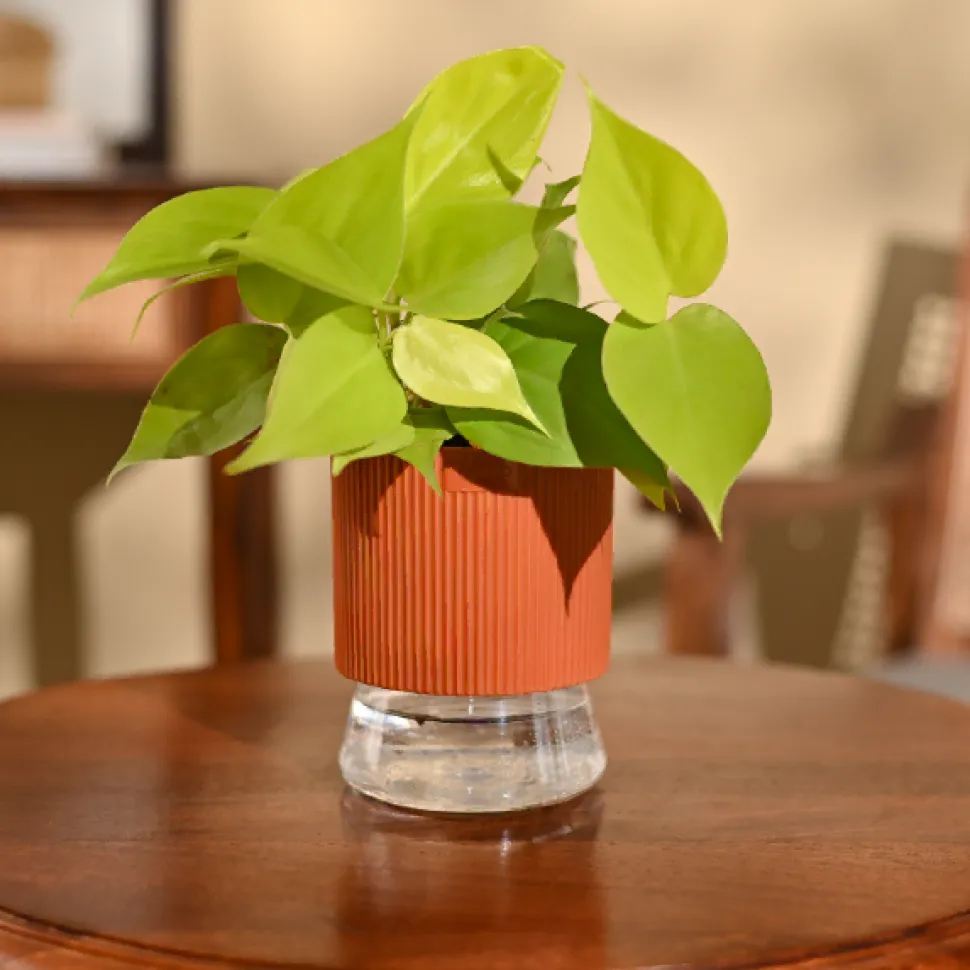 Philodendron Oxycardium Golden Plant