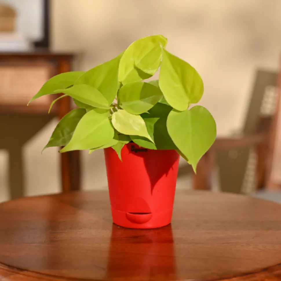 Philodendron Oxycardium Golden Plant