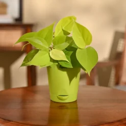 Philodendron Oxycardium Golden Plant