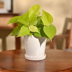 Philodendron Oxycardium Golden Plant