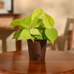 Philodendron Oxycardium Golden Plant