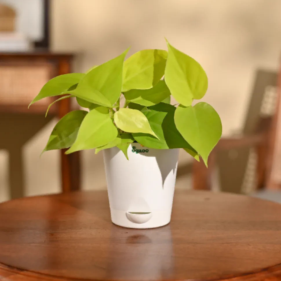 Philodendron Oxycardium Golden Plant