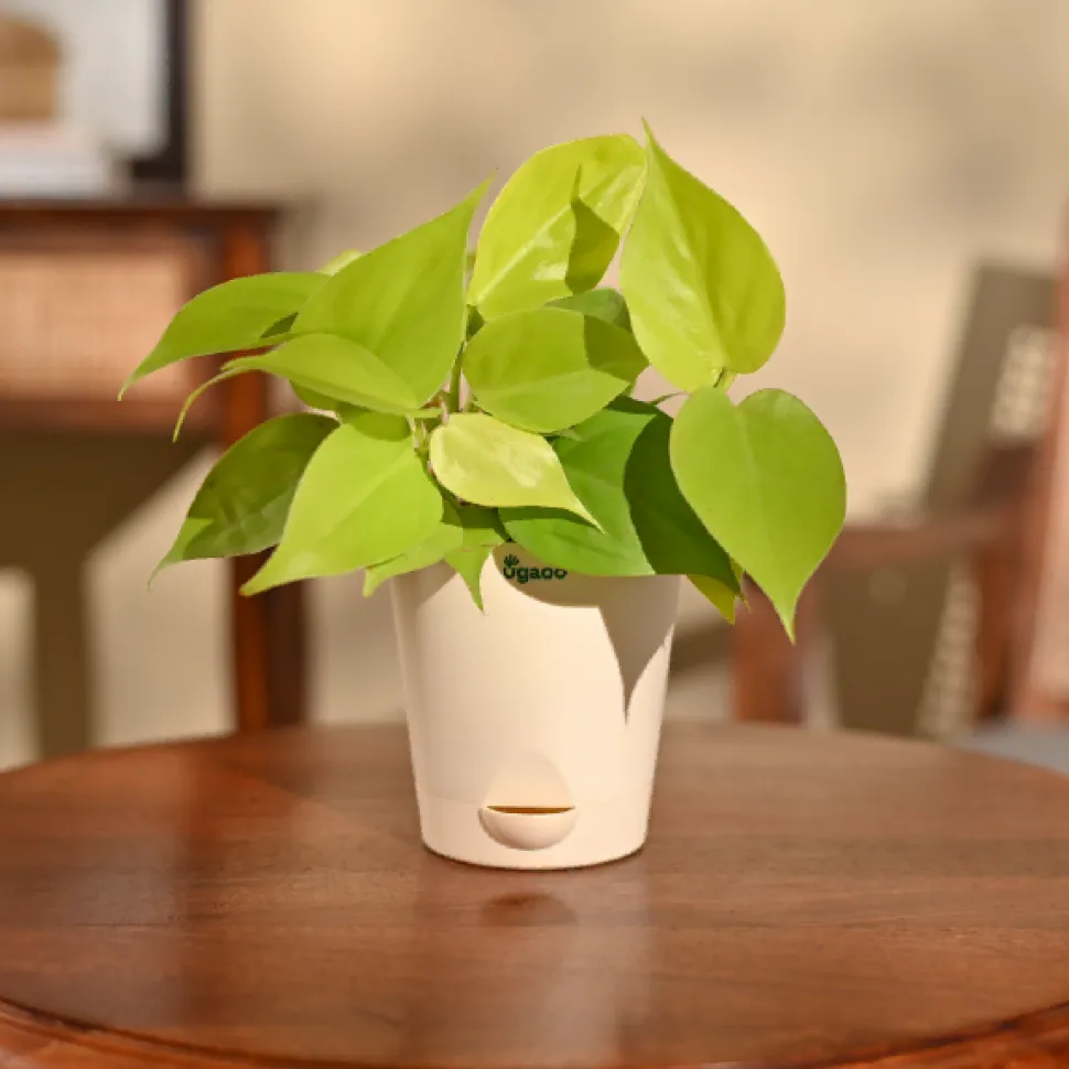 Philodendron Oxycardium Golden Plant