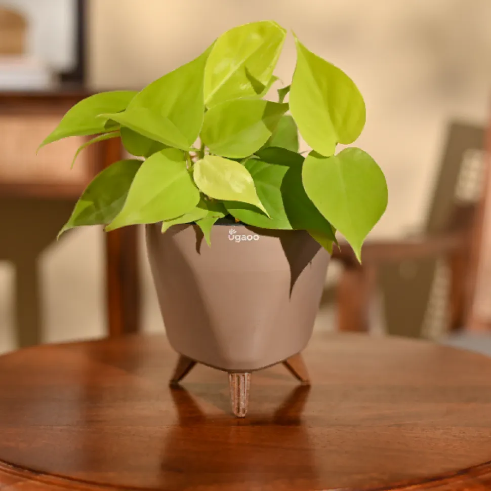 Philodendron Oxycardium Golden Plant
