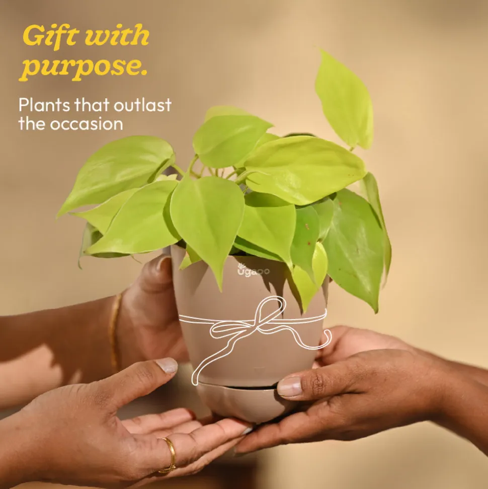 Philodendron Oxycardium Golden Plant