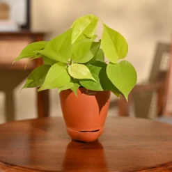Philodendron Oxycardium Golden Plant