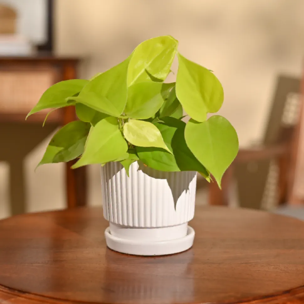 Philodendron Oxycardium Golden Plant