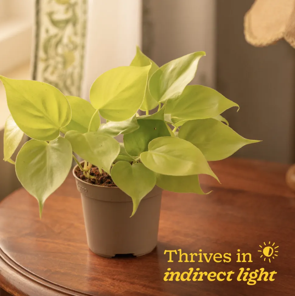 Philodendron Oxycardium Golden Plant