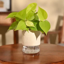 Philodendron Oxycardium Golden Plant